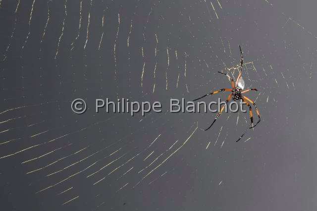 Nephilidae_9590 1.JPG - France, île de la Réunion, Araneae, Nephilidae, Araignée, Néphile dorée ou Bibe(Nephila inaurata madagascariensis) sur sa toile, Golden silk orb-weaver